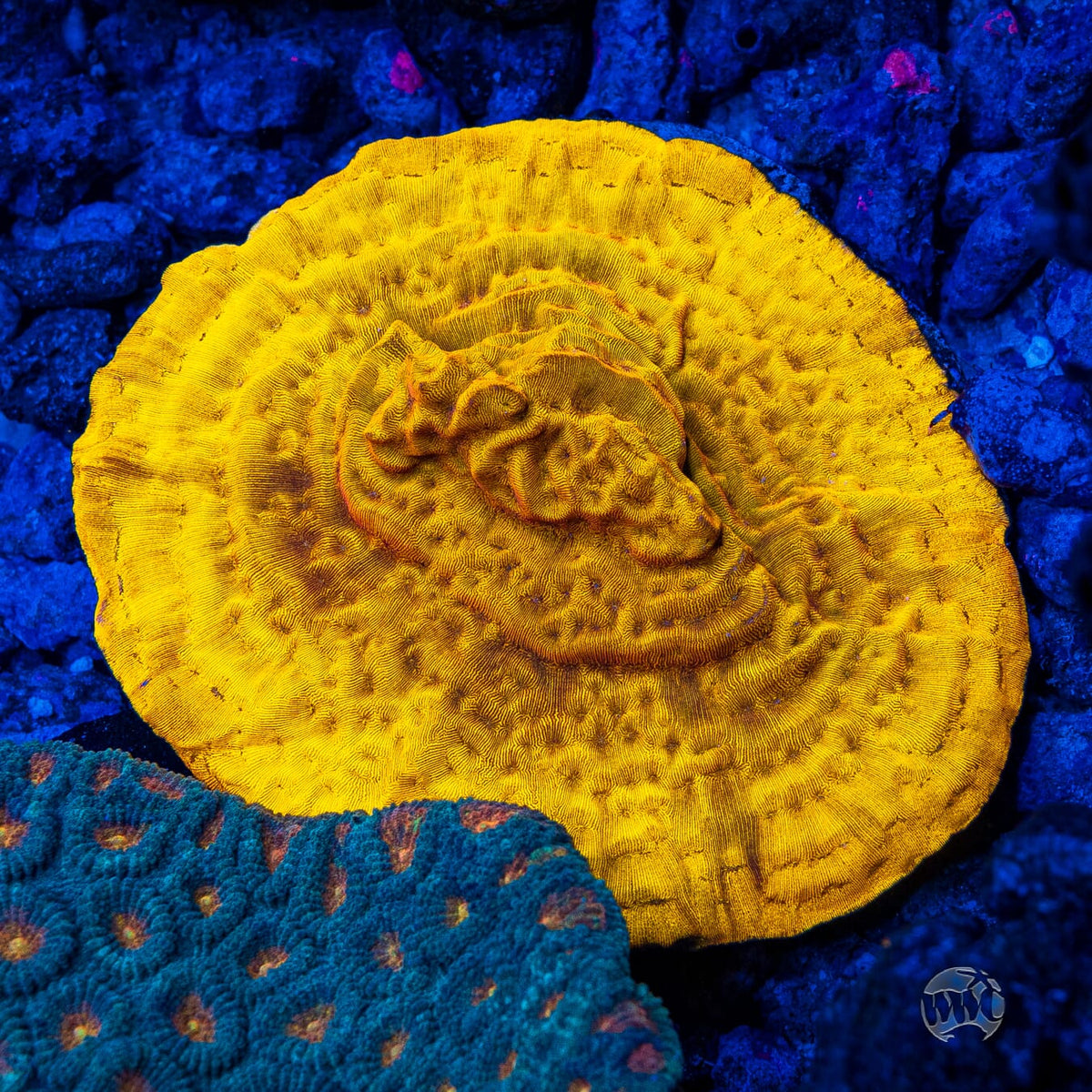 CC Tangerine Juice Leptoseris - Mother Colony Photo