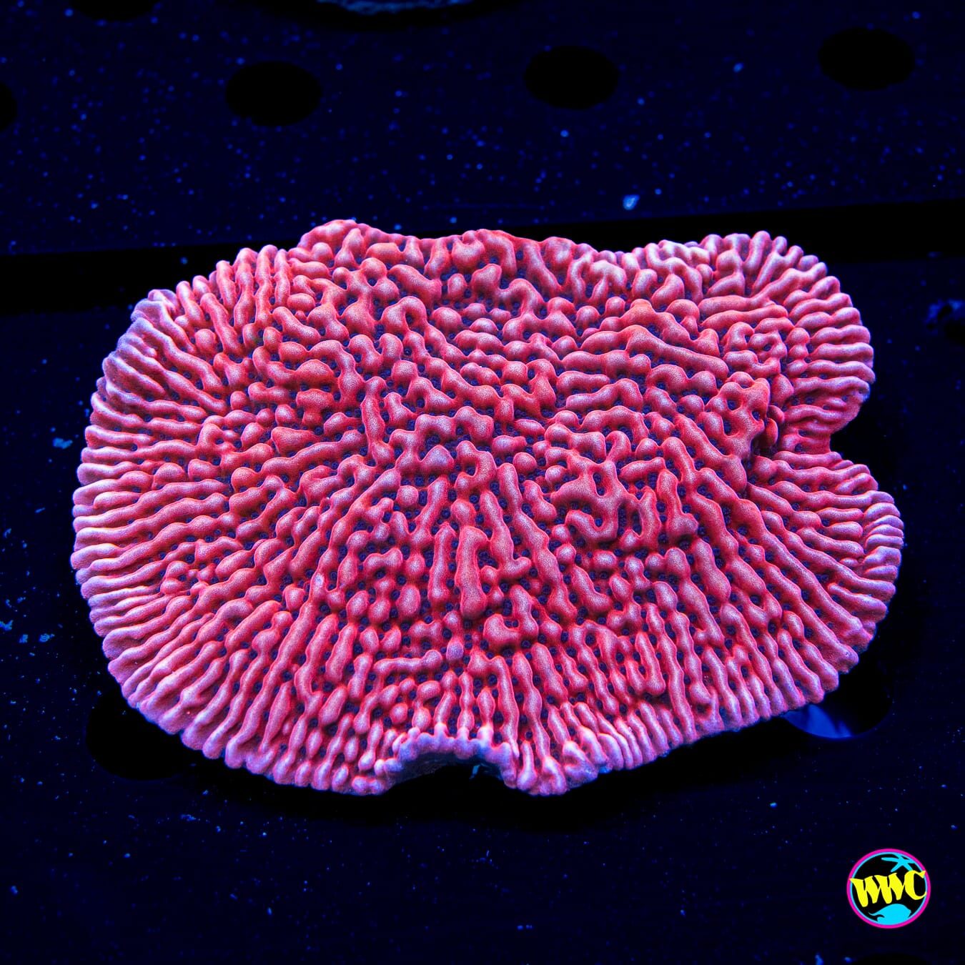 Jason Fox Slow Burn Montipora - Daylight Photo