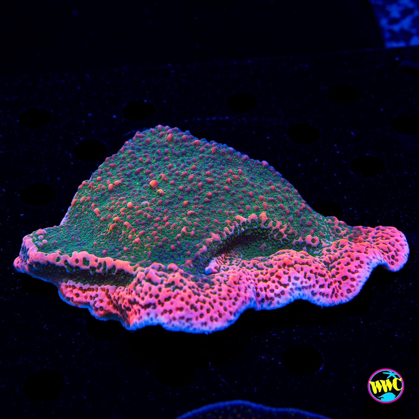 WWC Cherry Tree Montipora - Daylight Photo
