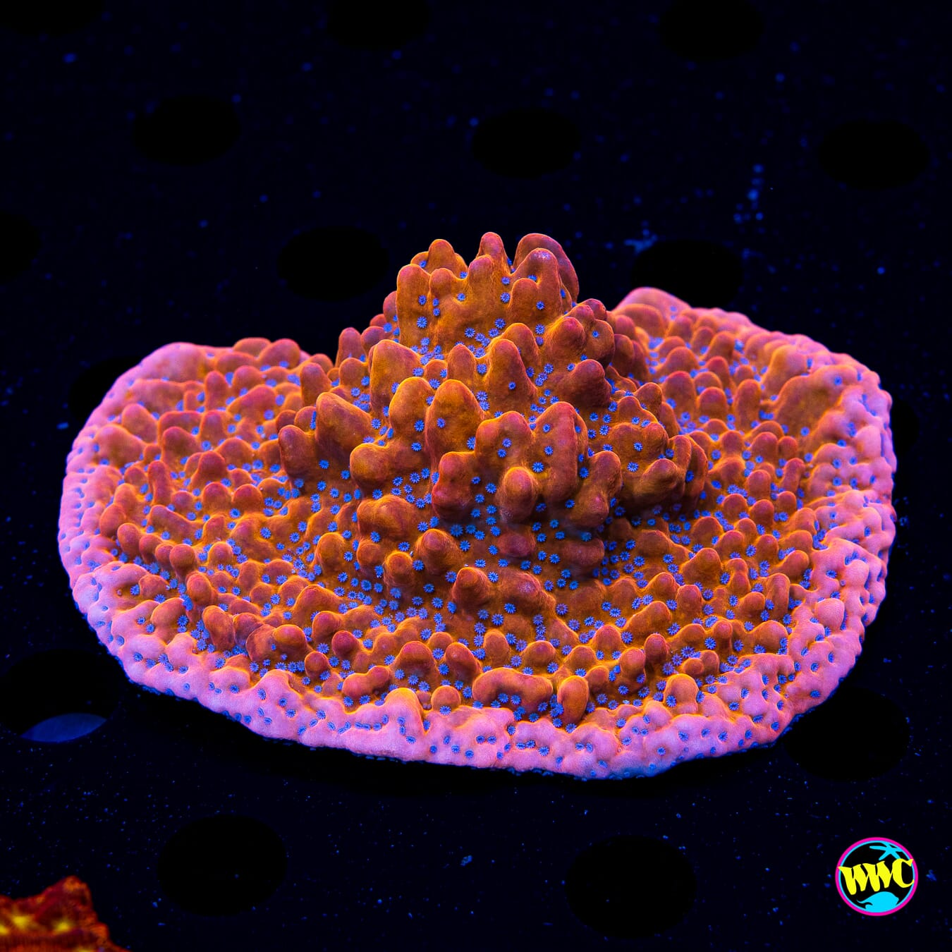WWC Fire Mage Montipora - Daylight Photo