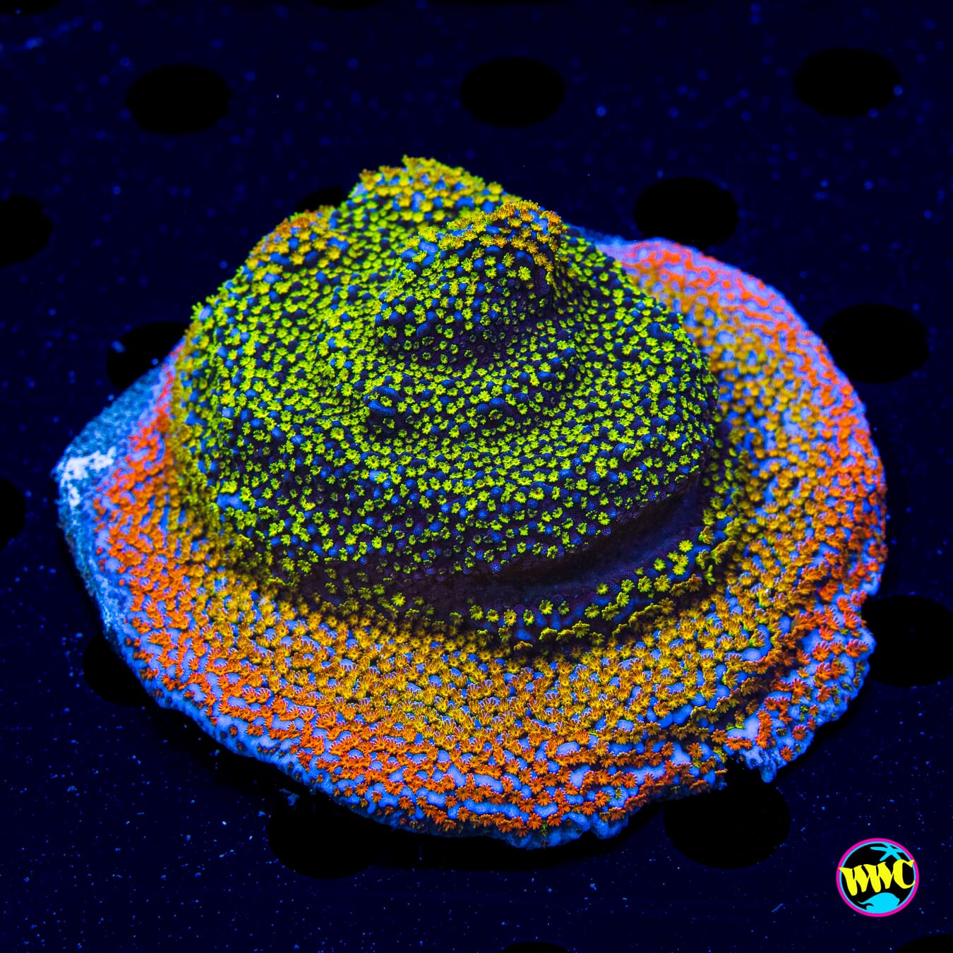 Rainbow Montipora - Daylight Photo