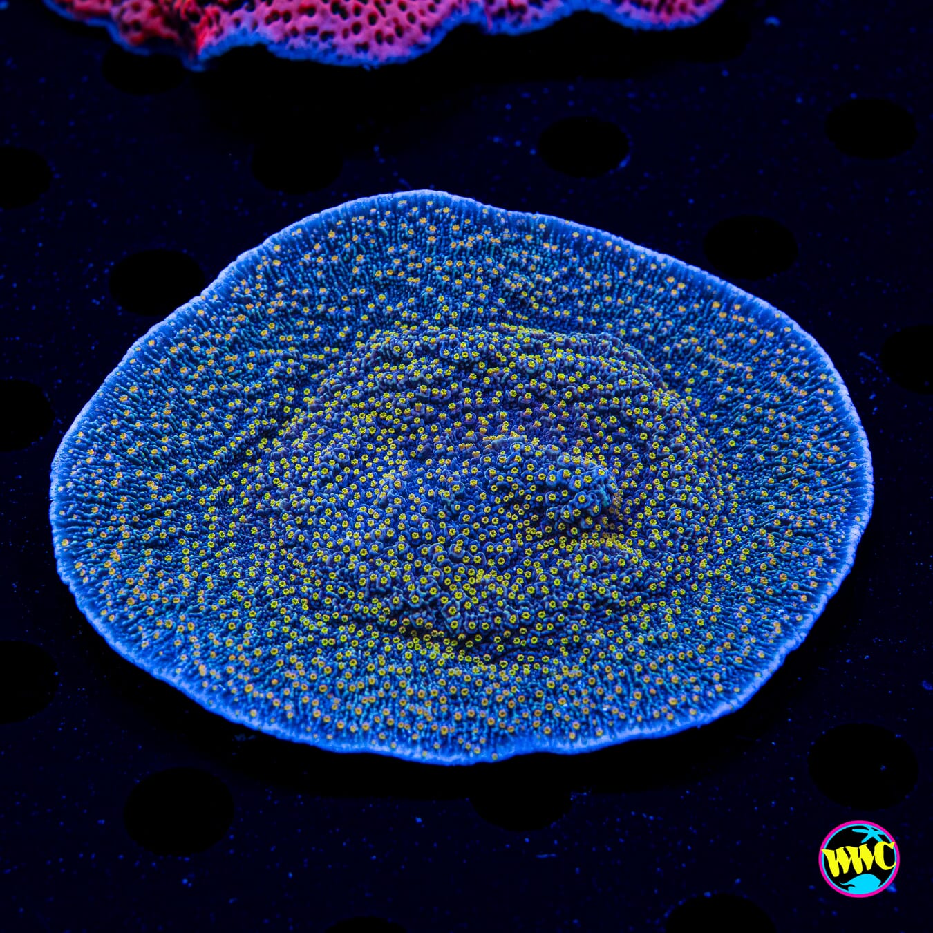 WWC Gold Lantern Montipora - Daylight Photo