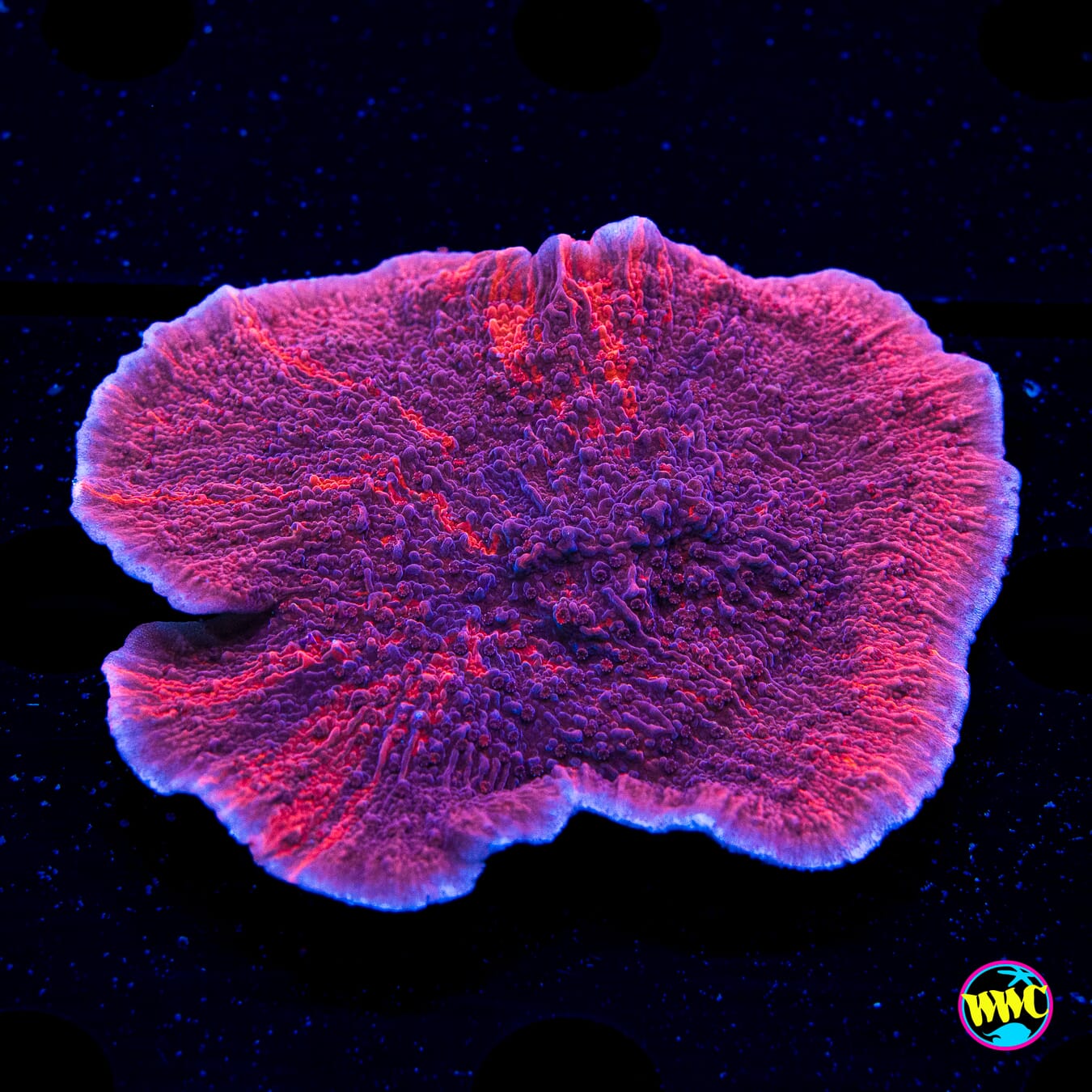 WWC Grafted Firewalker Montipora - Daylight Photo