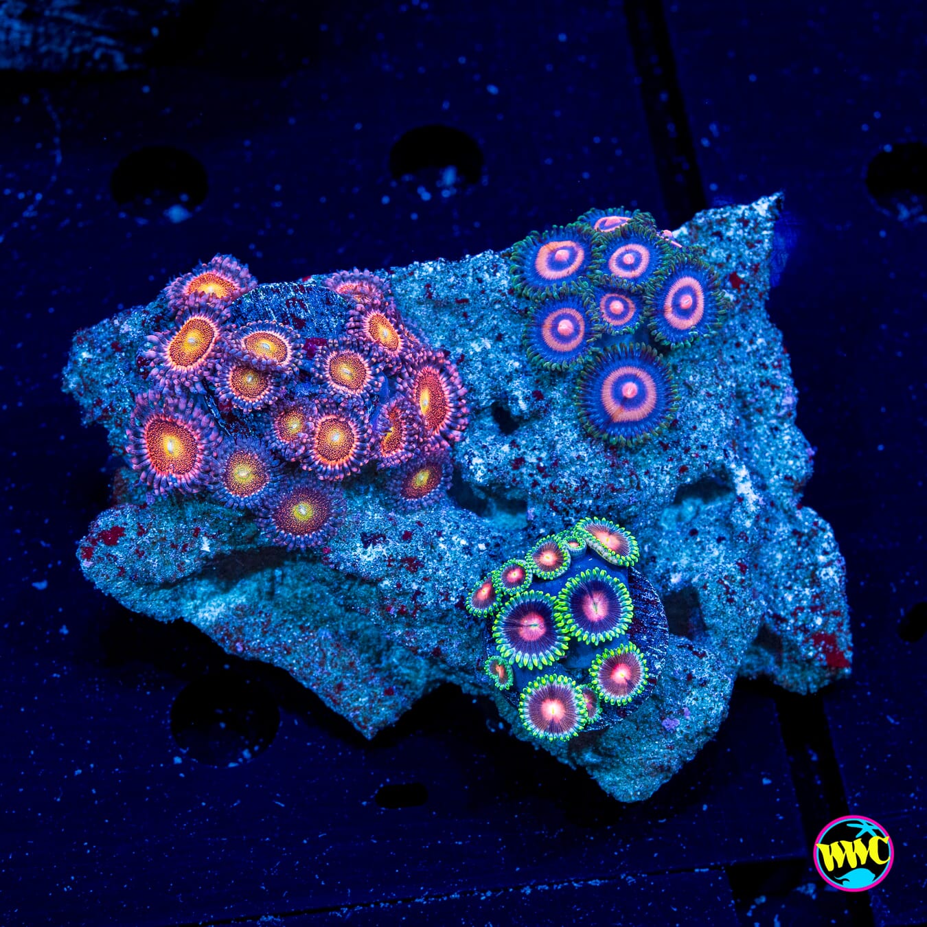 Mohawk Lucky Kentucky and Supergirls Combo Zoanthids - Daylight Photo
