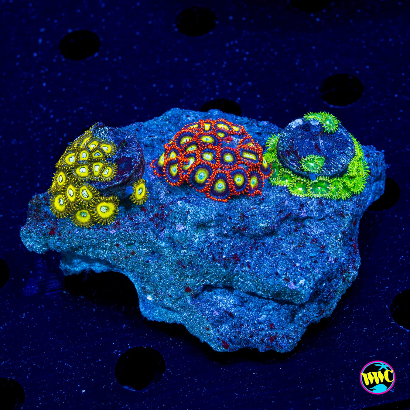 Pikachuz Circus and Pine Nutz Combo Zoanthids - Daylight Photo