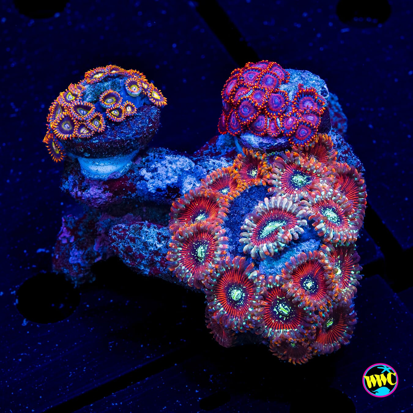 Rainbow Hornet Flaming Dragon and Magician Combo Zoanthids - Daylight Photo