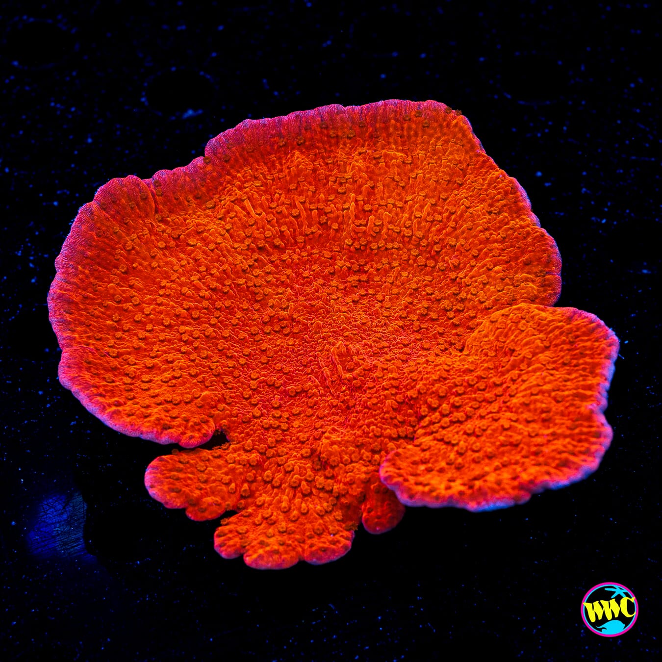 Red Cap Montipora - Daylight Photo