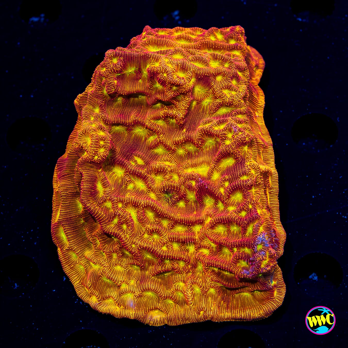 Jason Fox Jack-O-Lantern Leptoseris - Daylight Photo