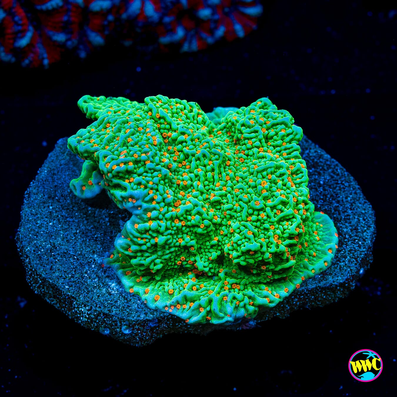 Tequila Sunrise Montipora - Daylight Photo