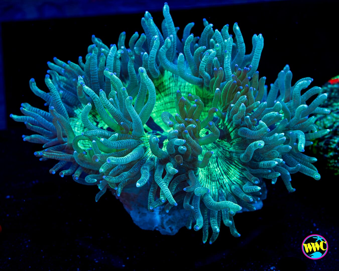Blue Tipped Striped Elegance - Daylight Photo