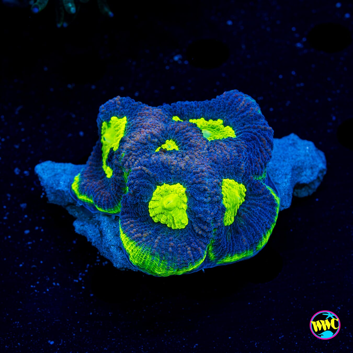 Nuclear Neon Goniastrea - Daylight Photo