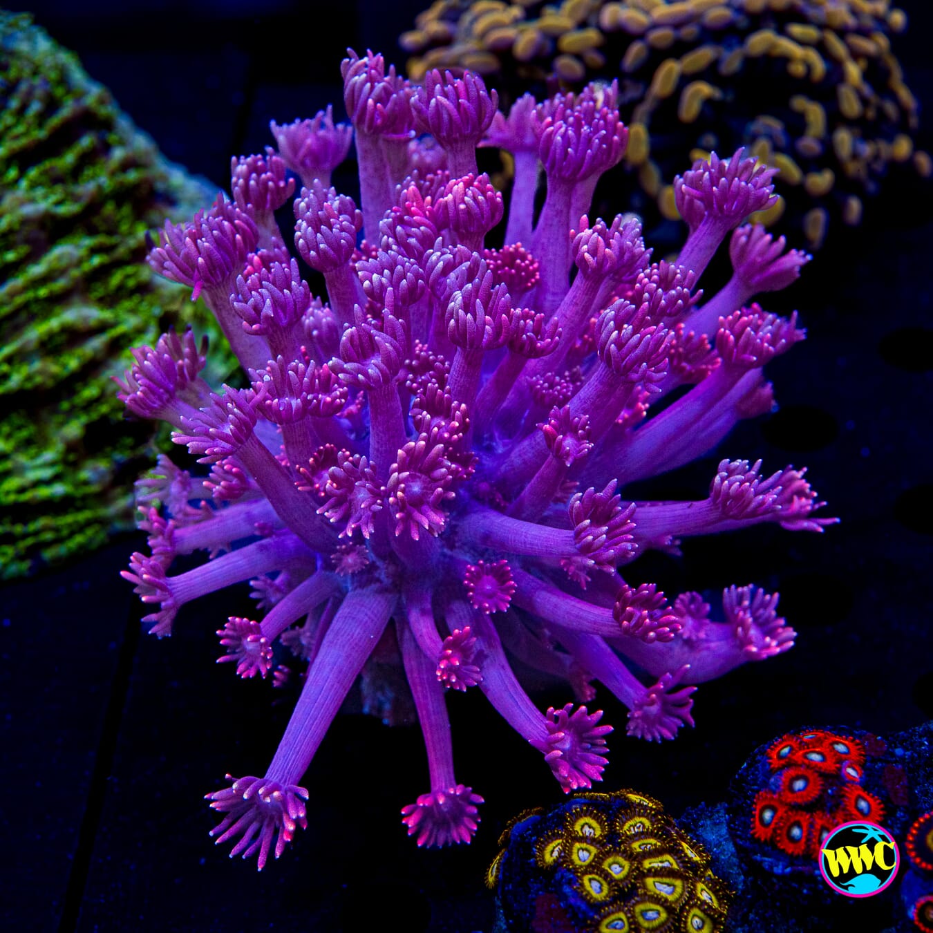 Grape Ape Goniopora - Daylight Photo