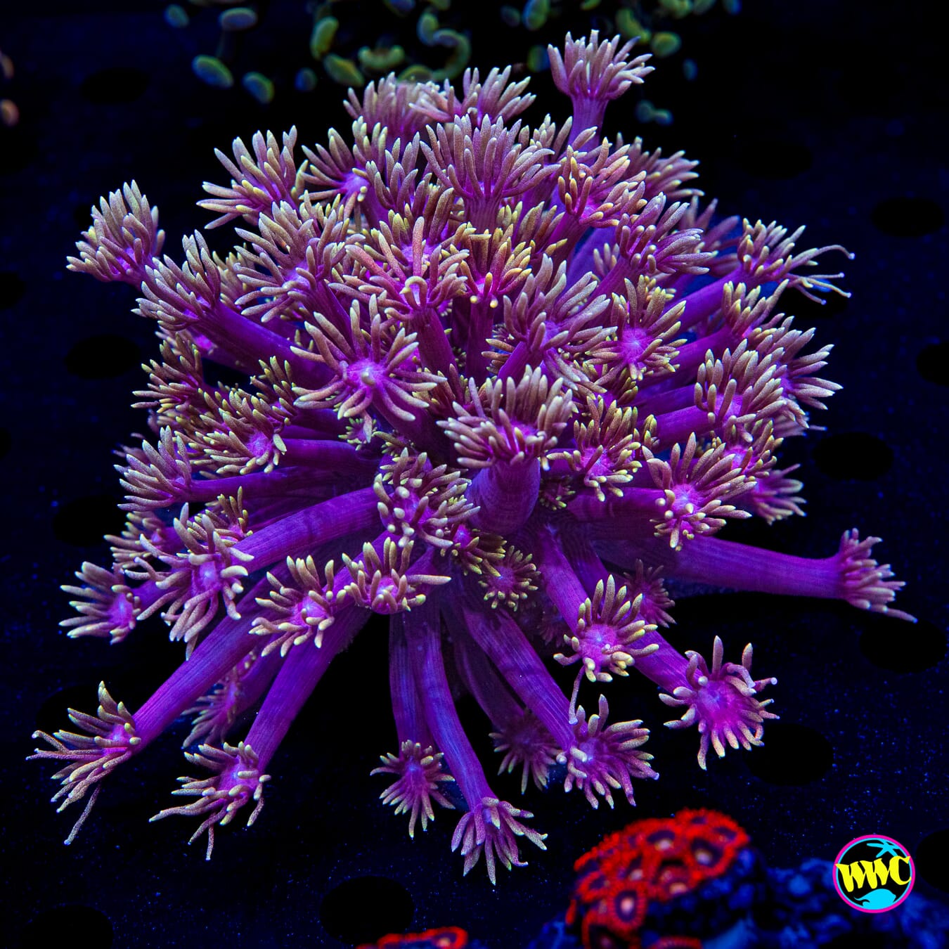Cosmos Goniopora - Daylight Photo