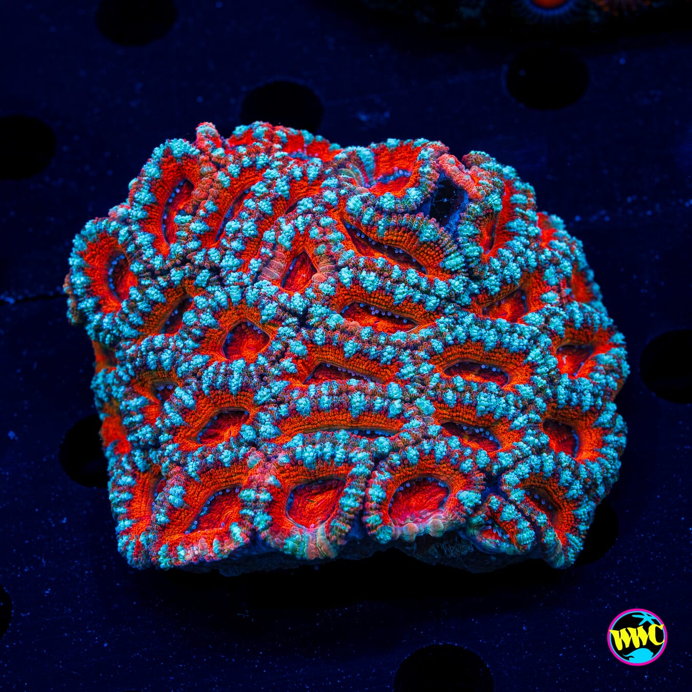 Teal Streaker Aussie Lord - Daylight Photo