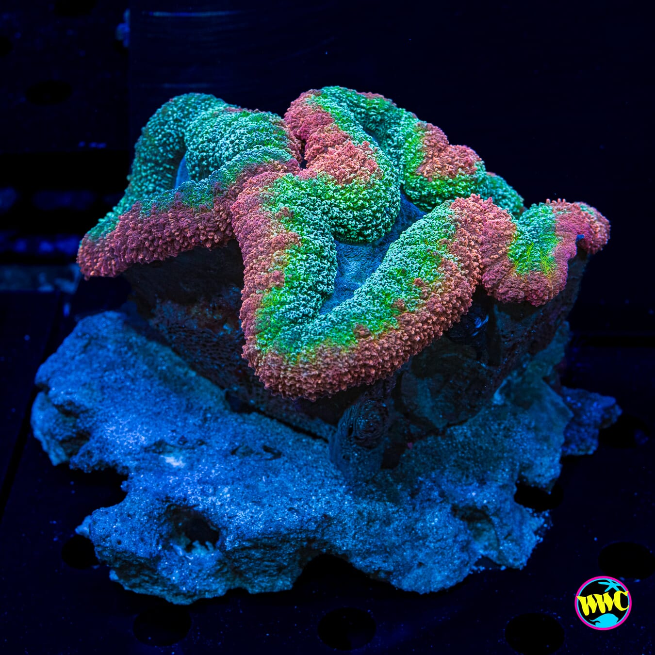 Rasta Lobophyllia - Daylight Photo