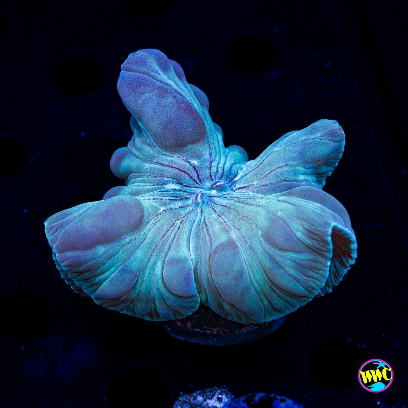 Turquoise Fox Coral - Daylight Photo