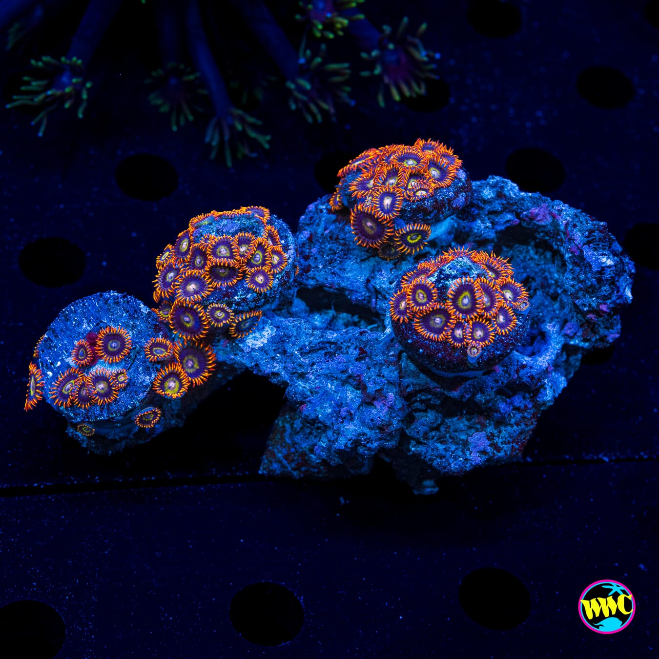 Rainbow Hornet Starter Colony Zoanthids - Daylight Photo