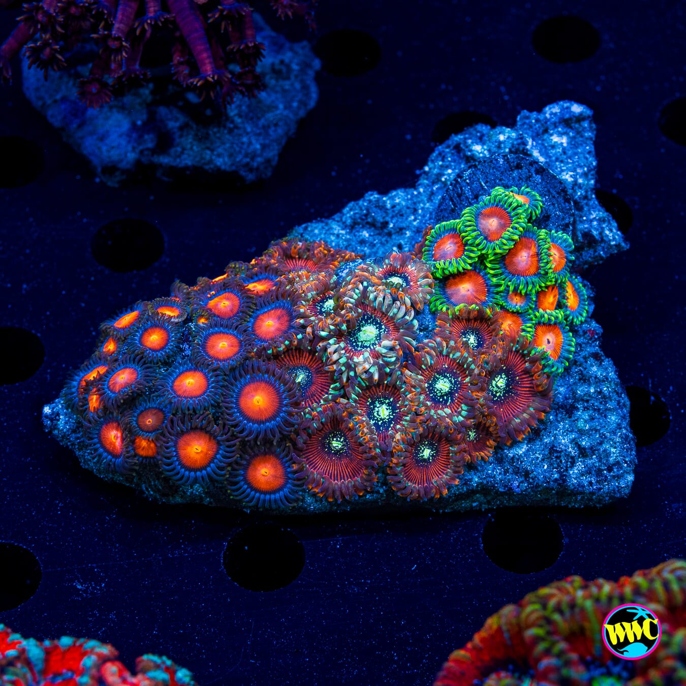Burning Mans Warlocks Elemental Fury Combo Zoanthids - Daylight Photo
