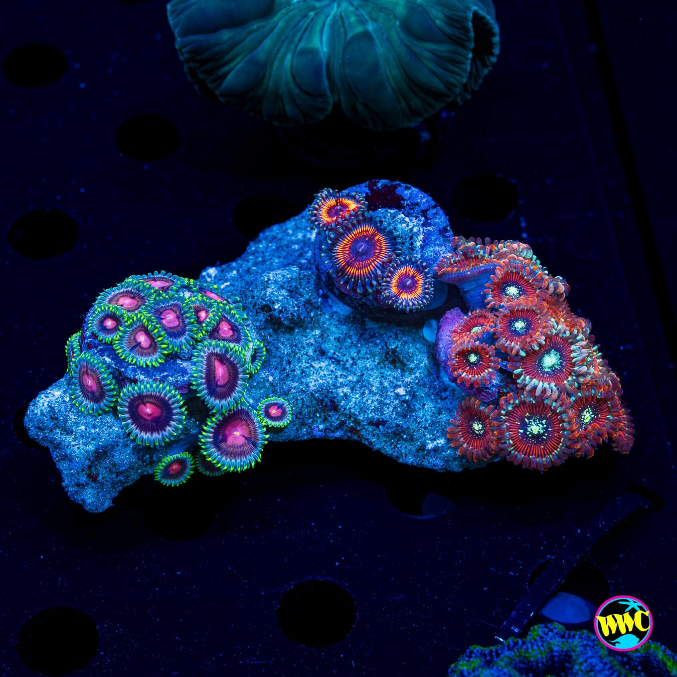 Lucky Kentucky Armor of God Warlock Combo Zoanthids - Daylight Photo