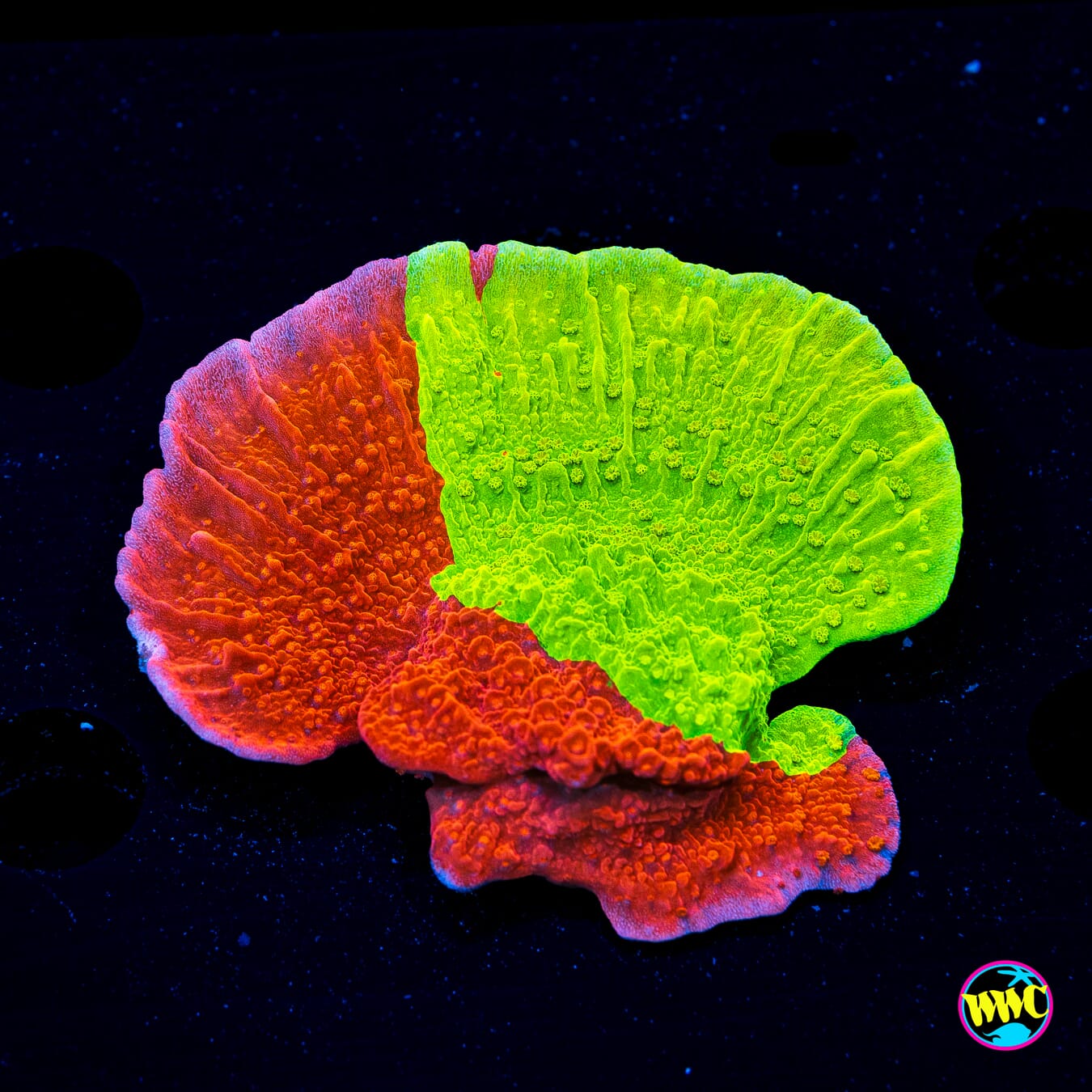 WWC Jawbreaker Grafted Cap Montipora - Daylight Photo
