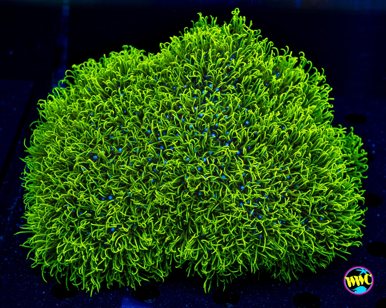 XXL Green Star Polyps - Daylight Photo