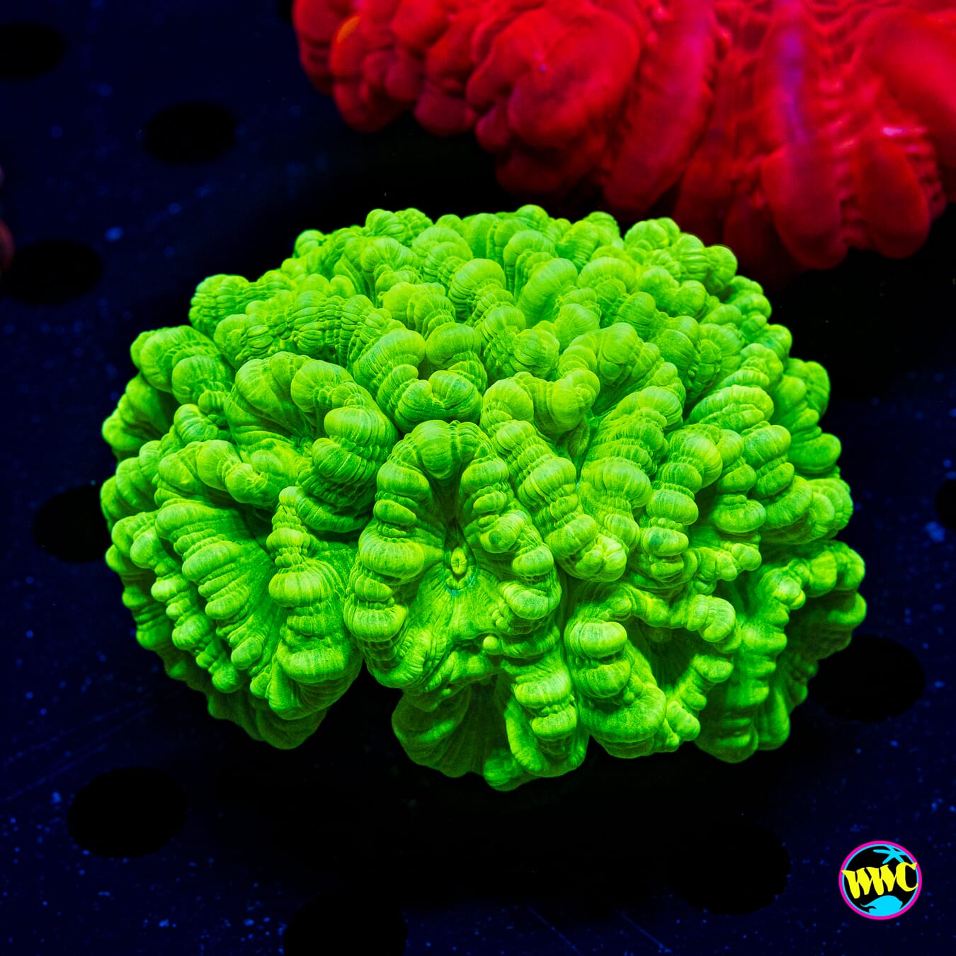 Kryptonite Candy Canes - Daylight Photo