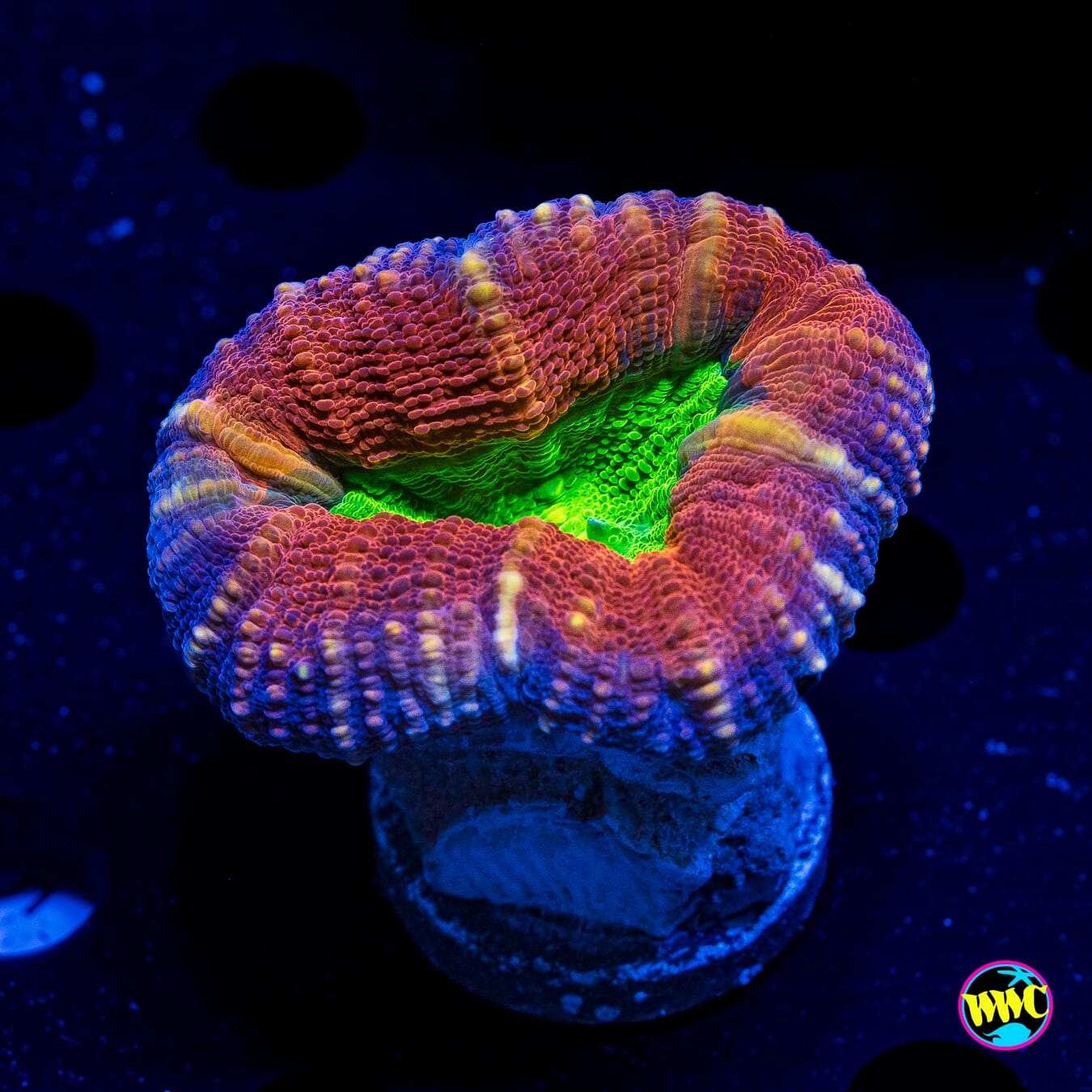 Alien Slime Pool Lobophyllia - Daylight Photo