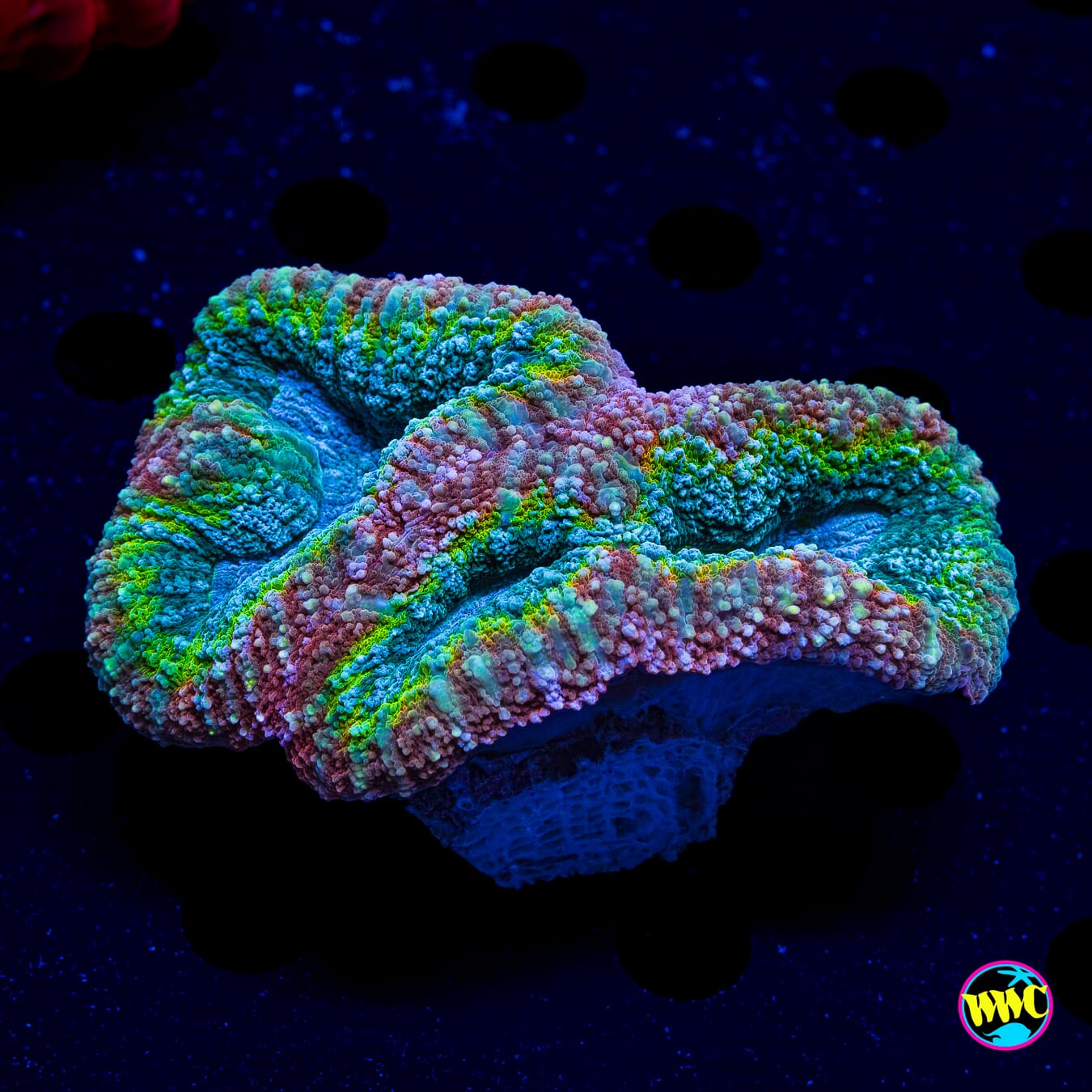 Rasta Lobophyllia - Daylight Photo