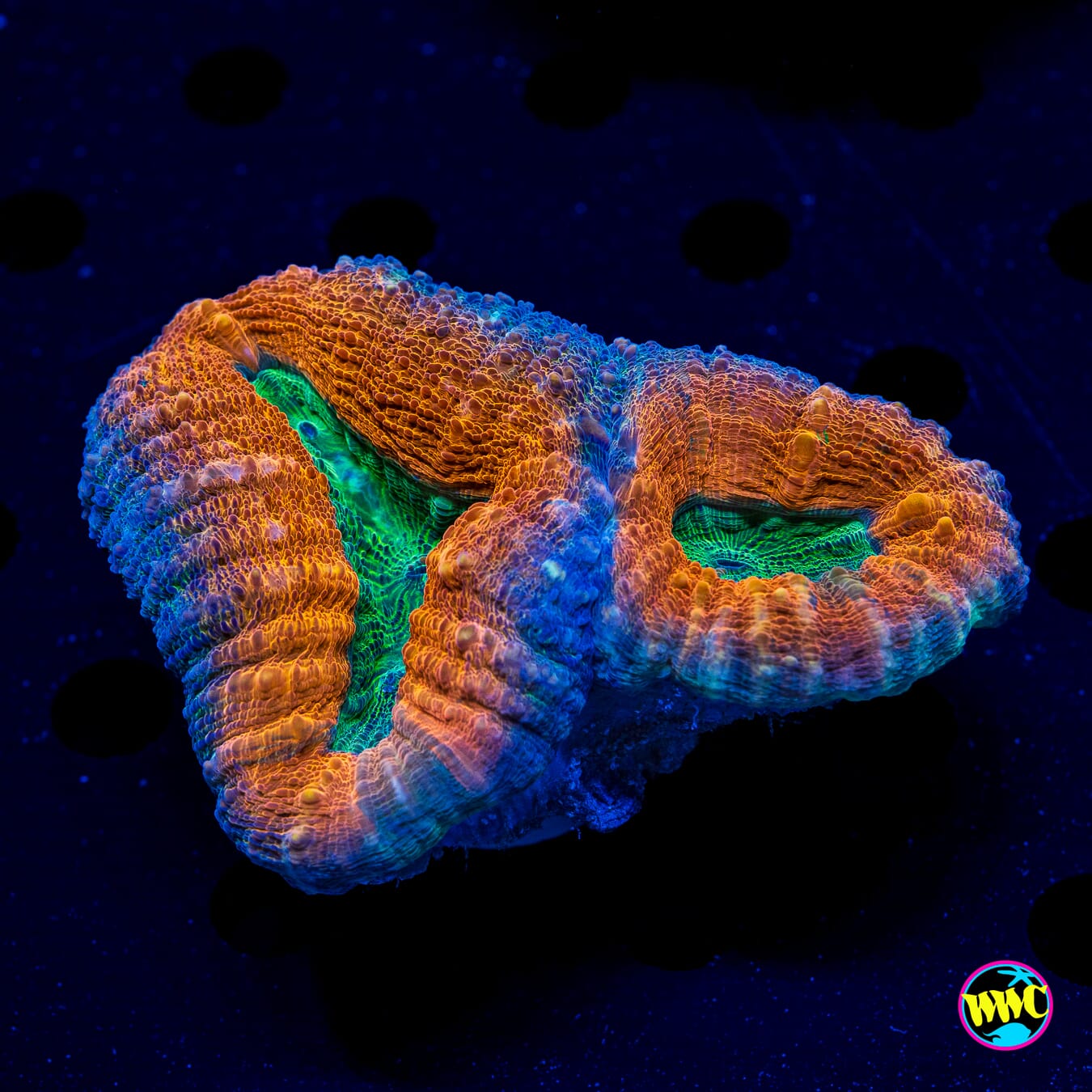 Orangeade Lobophyllia - Daylight Photo