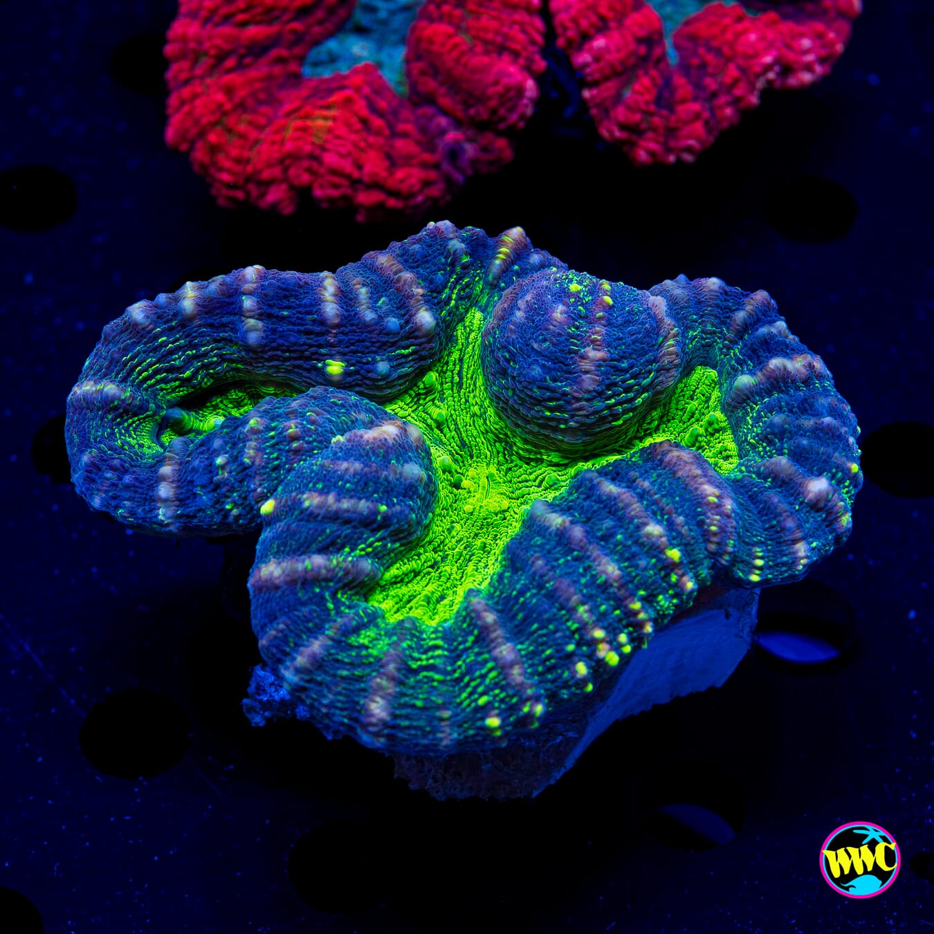 Poison Nova Lobophyllia - Daylight Photo