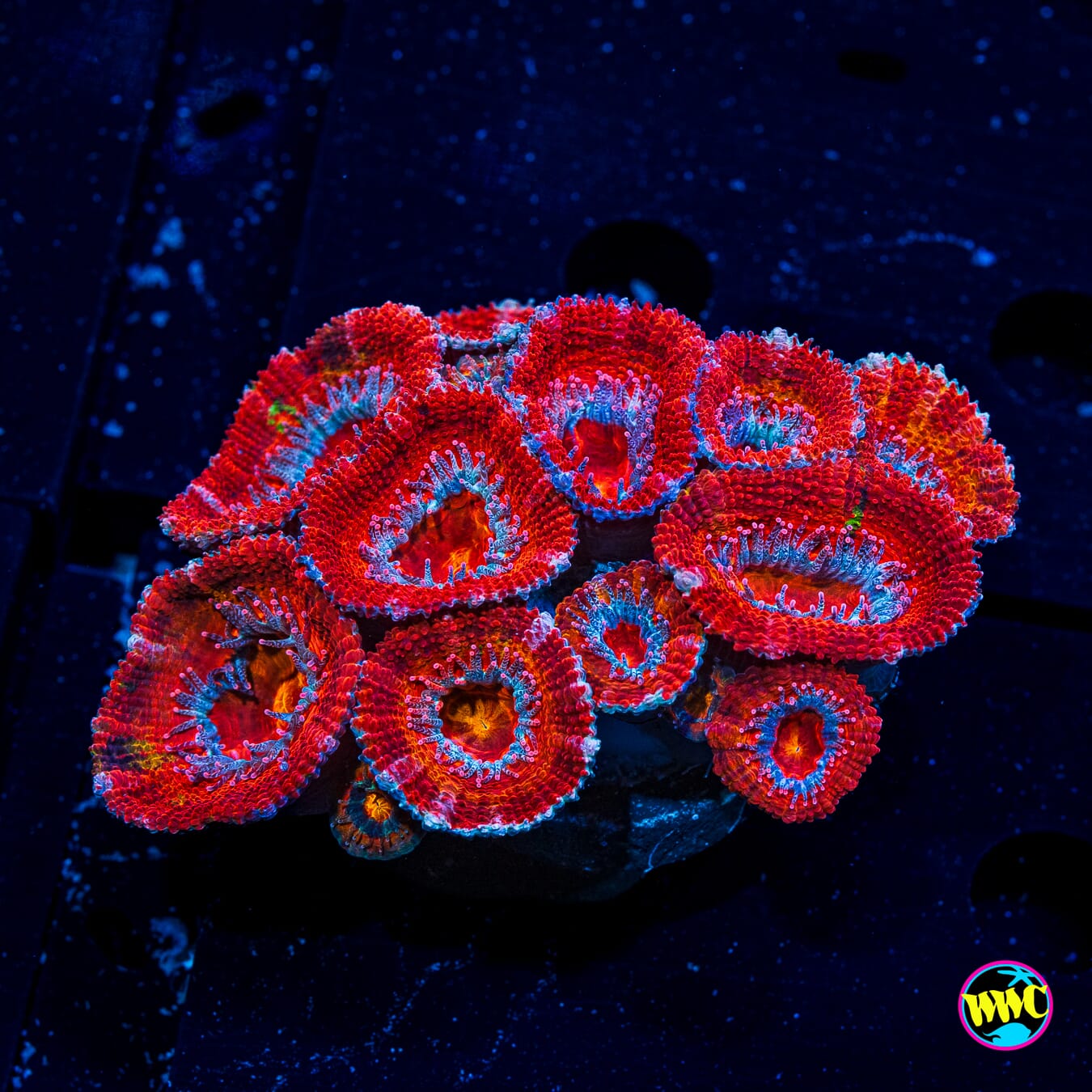 Lava Lash Aussie Lord - Actinic Photo