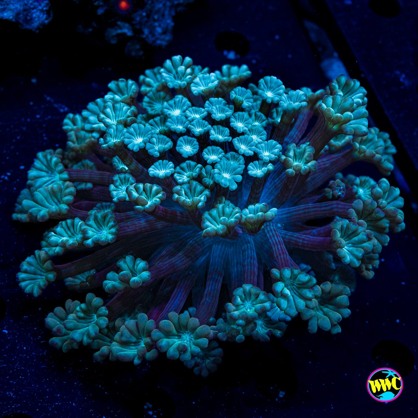 Sandstorm Alveopora - Actinic Photo