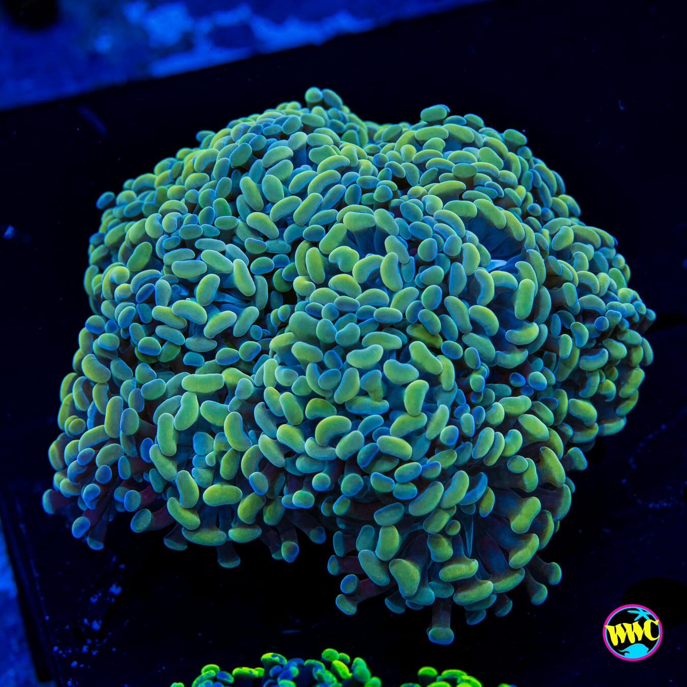 XL Aquarama Branching Hammer - Actinic Photo