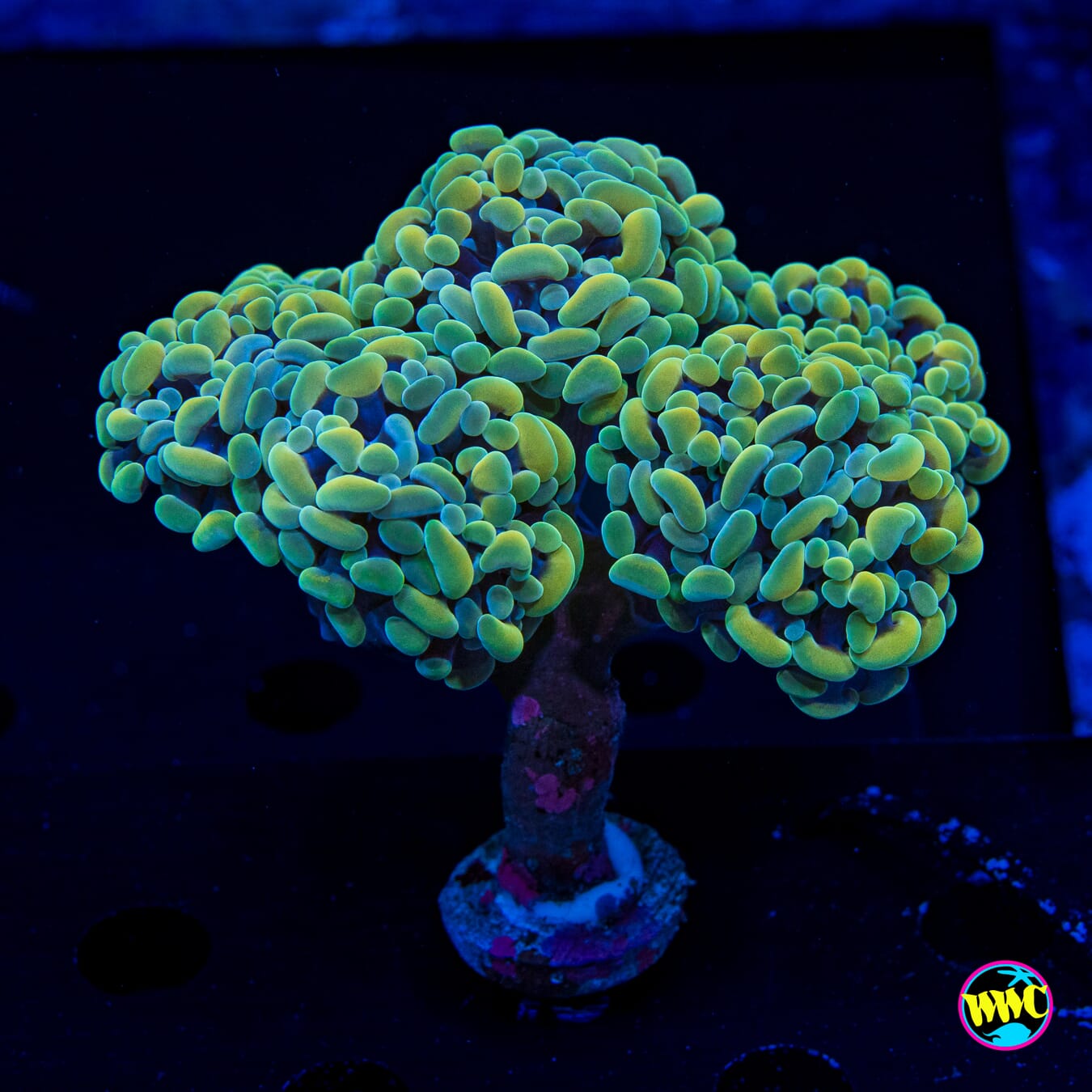 Aquarama Branching Hammer - Actinic Photo