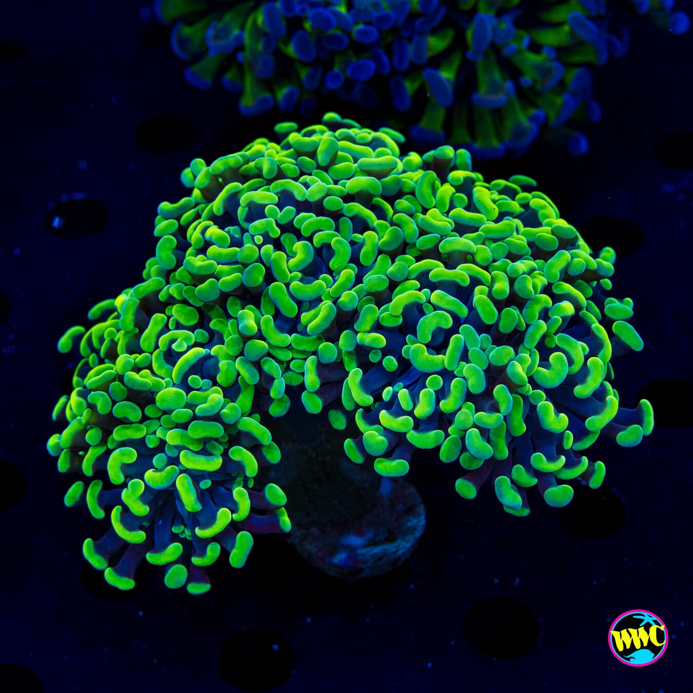 XL Toxic Green Branching Hammer - Actinic Photo