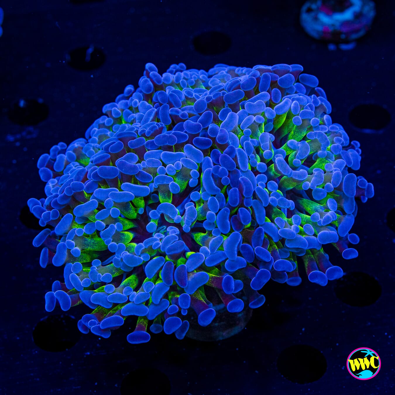 XL Hologram Branching Hammer - Actinic Photo
