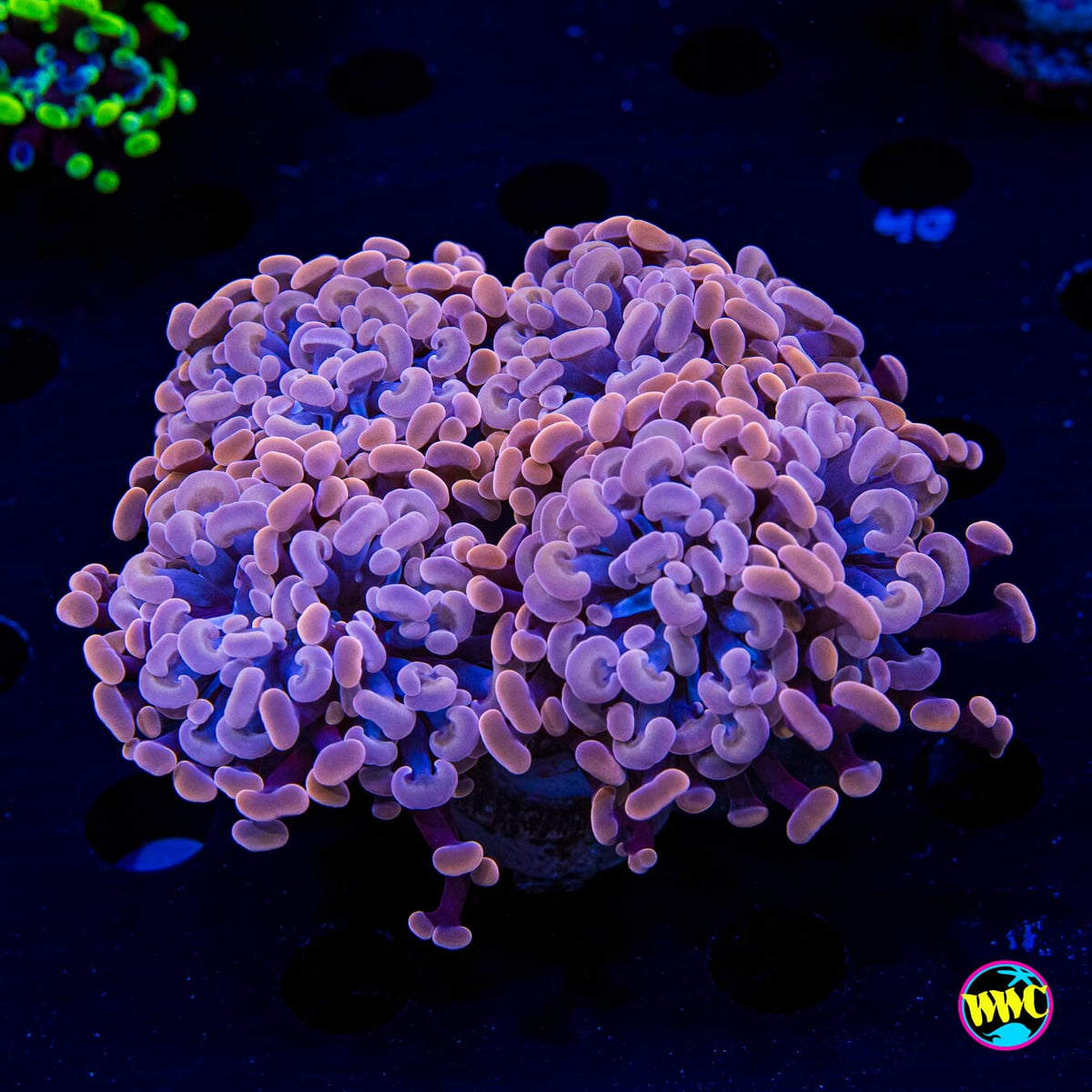 XL Peach Lavender Branching Hammer - Actinic Photo