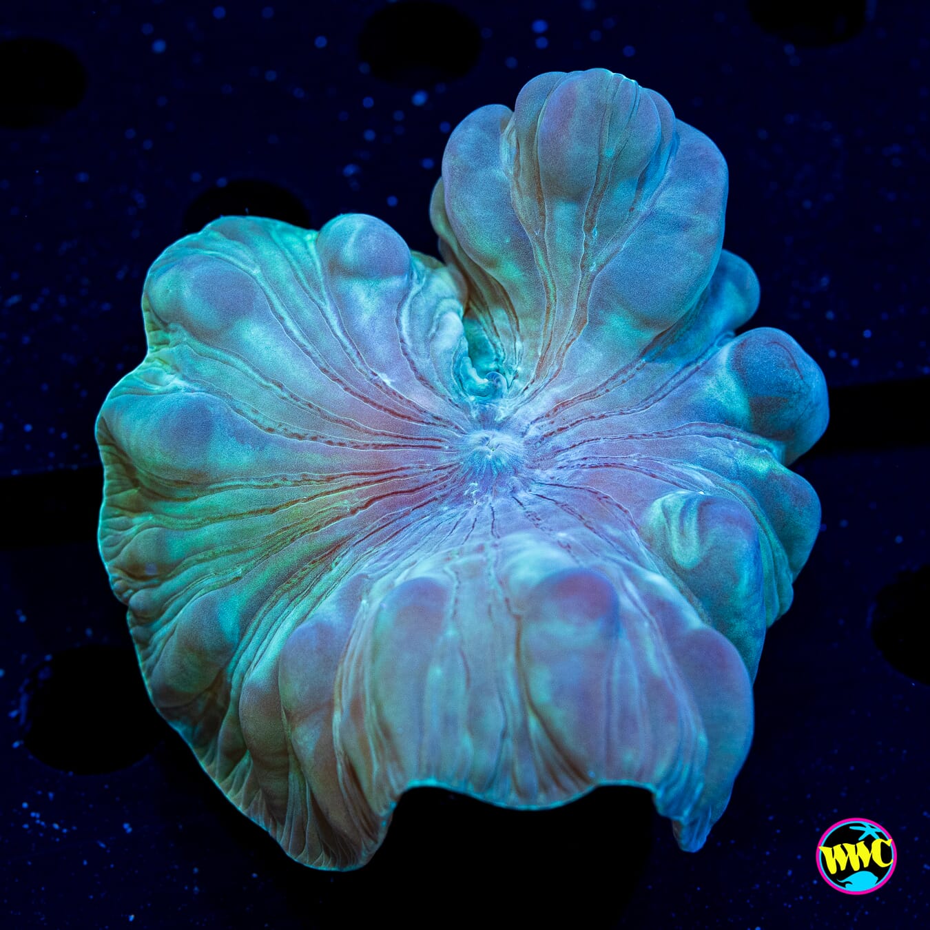 Turquoise Fox Coral - Daylight Photo