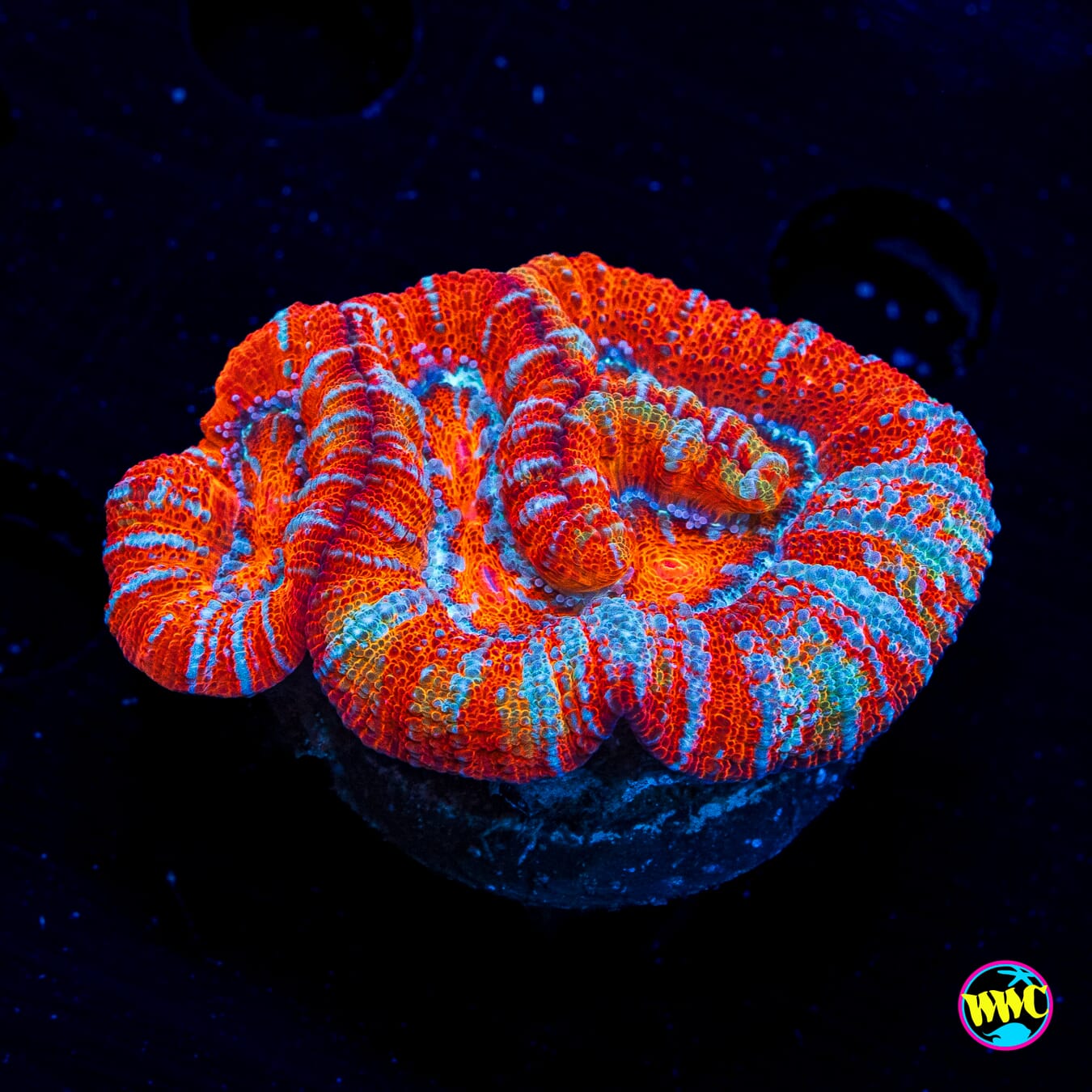 Raging Tiger Symphyllia Wilsoni - Daylight Photo