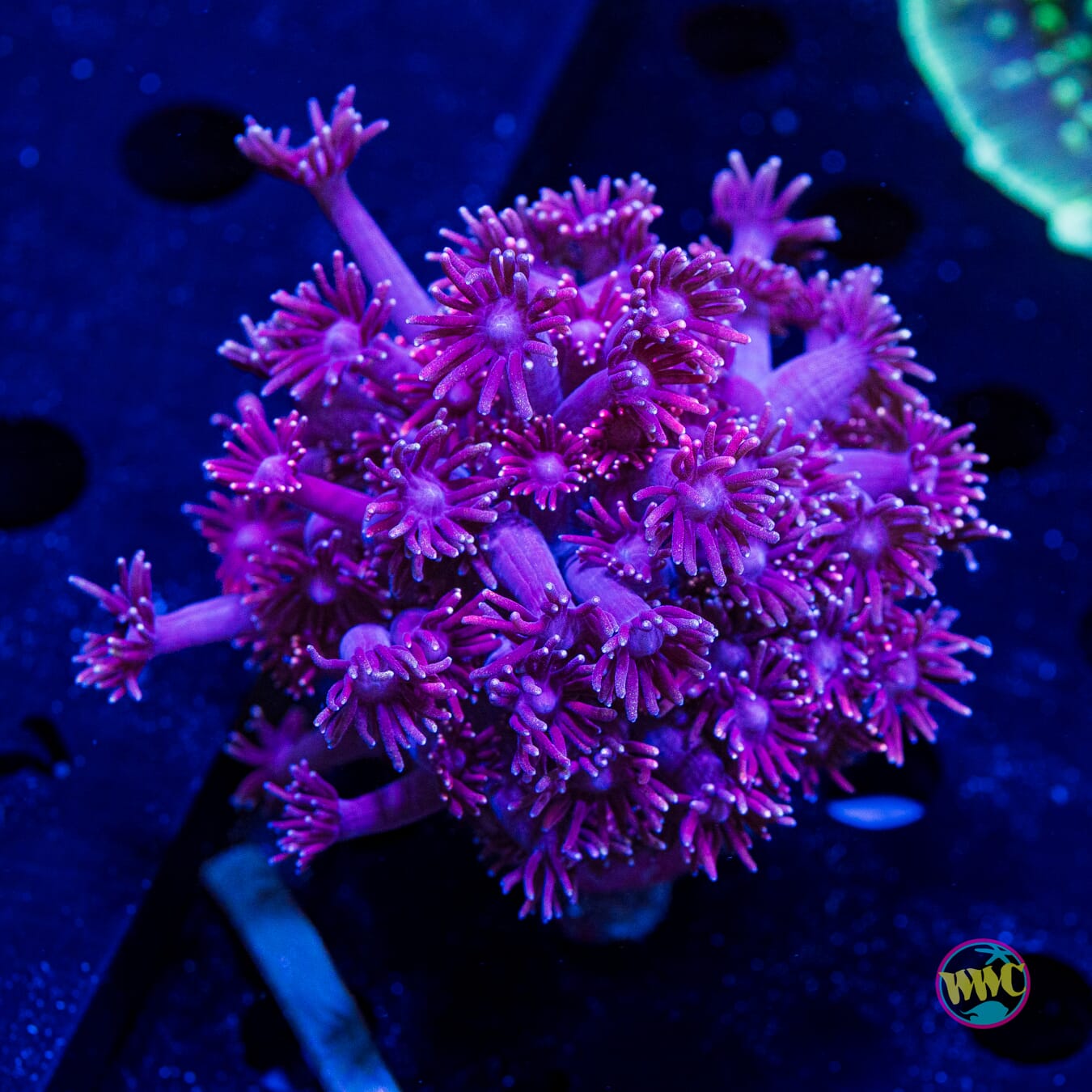 Grape Ape Goniopora - Daylight Photo