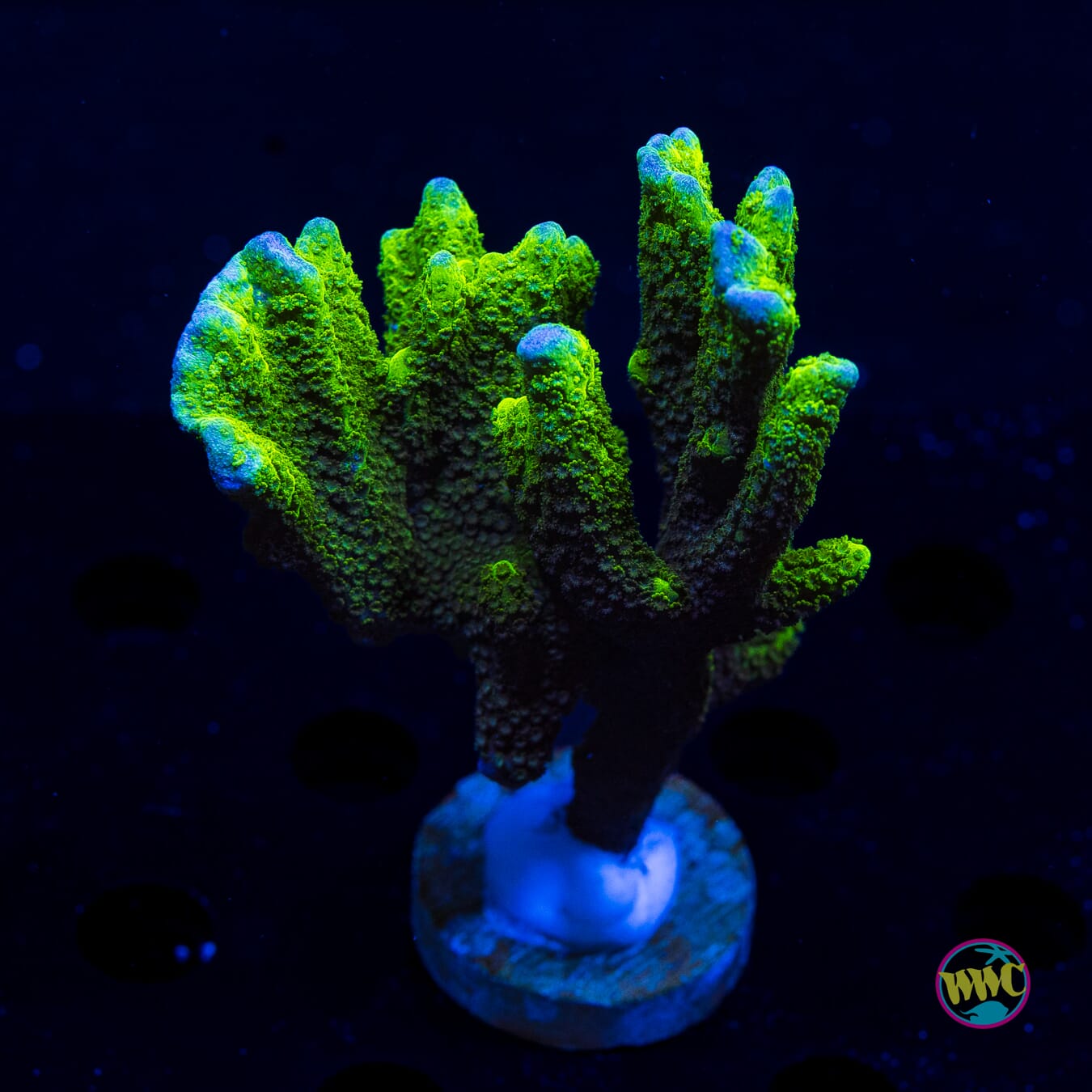 Green Digitata Montipora - Daylight Photo