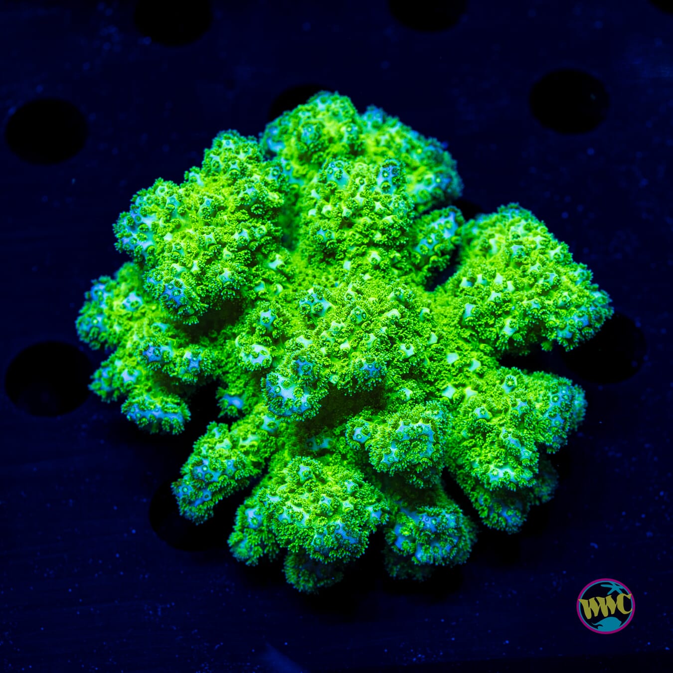 WWC Fallout Pocillopora - Daylight Photo