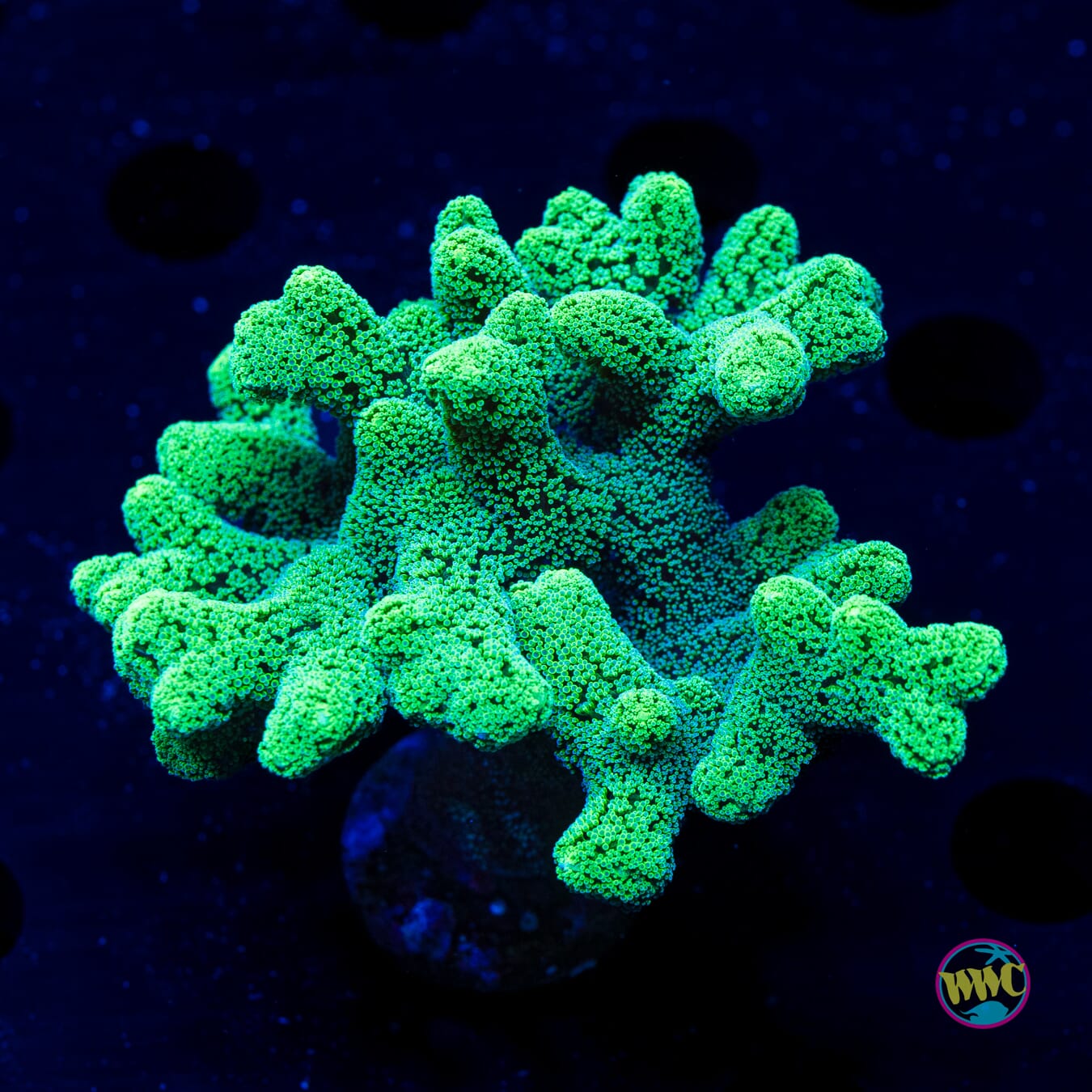 WWC Green Birdsnest - Daylight Photo