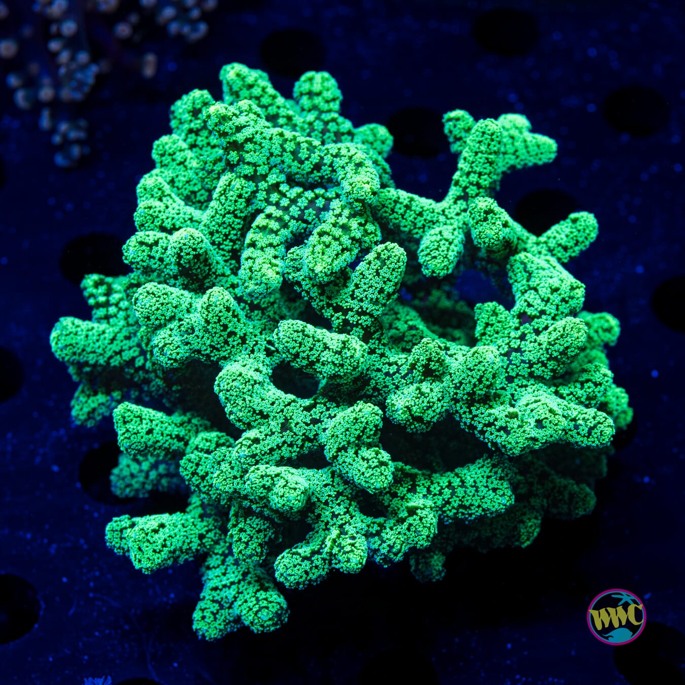 WWC Green Birdsnest - Daylight Photo