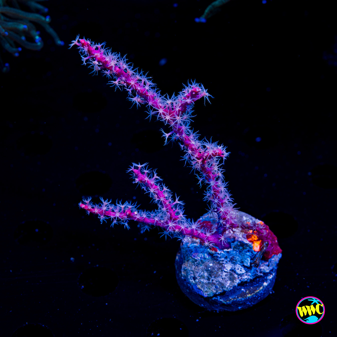 Red Gorgonian