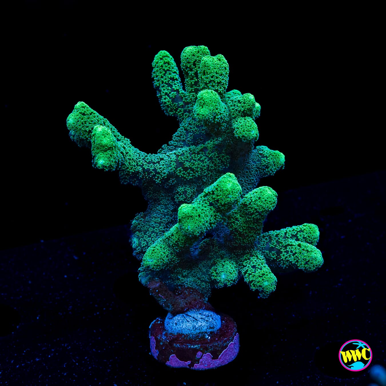 WWC Green Birdsnest - Daylight Photo