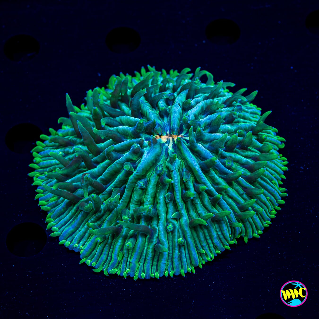 WWC Baby Mama Fungia Plate - Daylight Photo