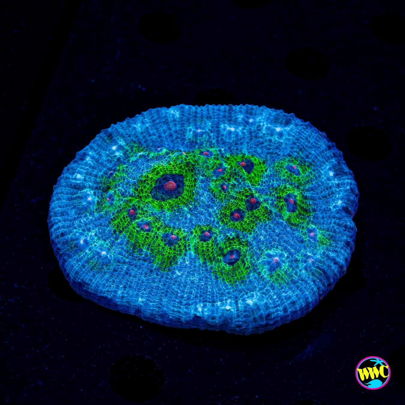 WWC Avatar Chalice - Daylight Photo
