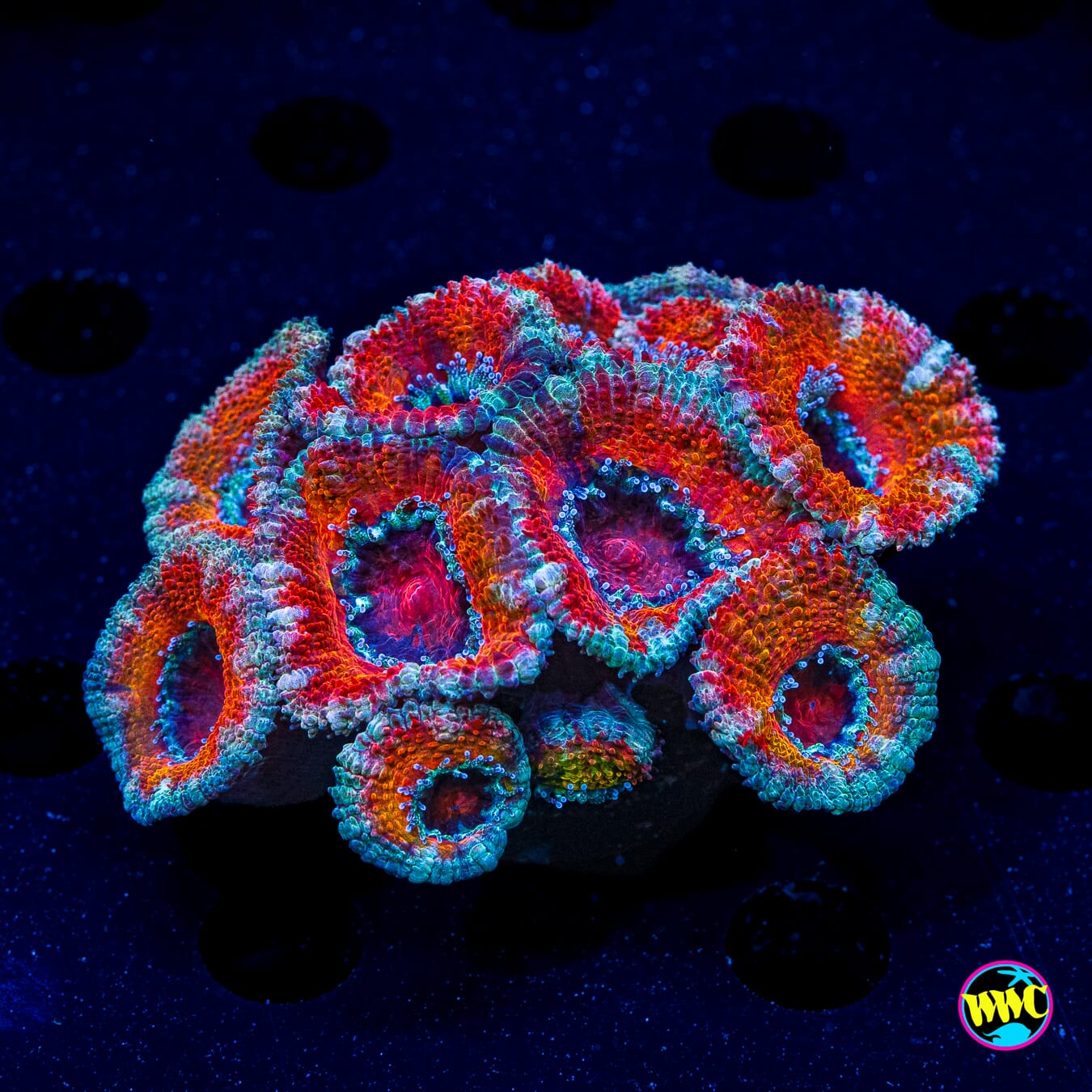 Orangeaide Aussie Lord - Daylight Photo