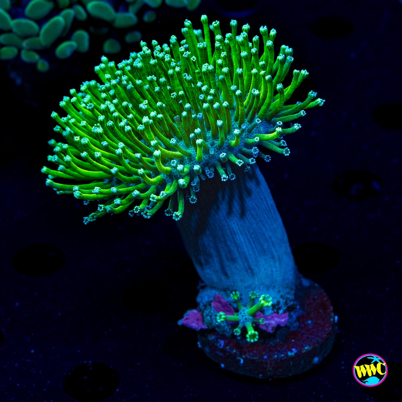 WWC Long Polyp Toadstool - Daylight Photo